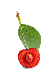 cherrypit.png